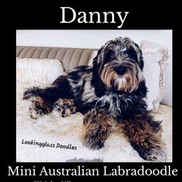 Danny - Australian Labradoodle
