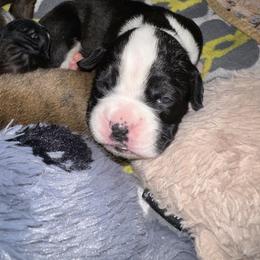 Girl 1 - Brindle female Boxer puppy in Fall River, Massachusetts from DaCosta’s Boxers
