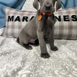Great Dane Puppies from Mara Danes