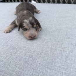 Female 1 - Dapple female Dachshund puppy in Martinsville, Virginia from Rea's Doxies