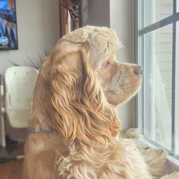 Oakley - Cocker Spaniel
