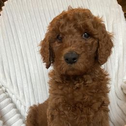 Goldendoodle Puppies from Penny Doodles VA