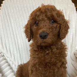 Goldendoodle Puppies from Penny Doodles VA