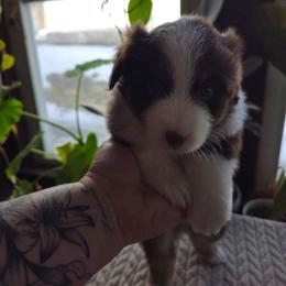 Tundra (Red boy) - Red tri-color male Miniature American Shepherd puppy in Griswold, Connecticut from Flatrock's Mini American Shepherd's