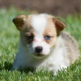 Echo - Red female Pembroke Welsh Corgi puppy in Morgantown, Pennsylvania from GoldStar Corgis (License Number 18519)