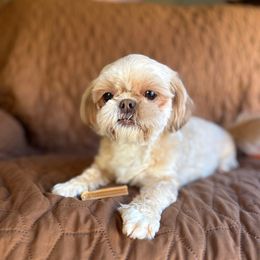 AKC   Zara - Shih Tzu