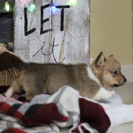 Pembroke Welsh Corgi Puppies from Corgi Companions