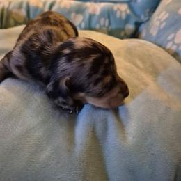 Fizzle - Dapple male Dachshund puppy in Wakeman, Ohio from Angie's Adorable Dachshunds