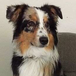 Athena - Australian Shepherd