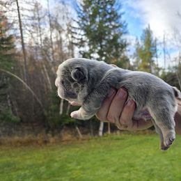 Olaf - Blue male French Bulldog puppy in Columbia Falls, Montana from Glacier French Bulldogs of Montana