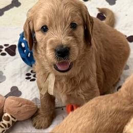 WILLOW - Red  female Goldendoodle puppy in Porter Ranch, California from Jasperdoodle.com