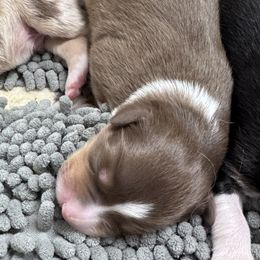 Hartzland aussies - Red tri-color male Australian Shepherd puppy in Wrightstown, New Jersey from Hartzland Farm Australian Shepherds