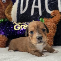 Boy 3 - Dapple male Dachshund puppy in Hattiesburg, Mississippi from Precious Doxies
