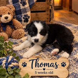 Thomas - Black tri-color male Australian Shepherd puppy in Hammond, Louisiana from Gold Ring Australian Shepherds