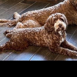 Phoebe - Cockapoo