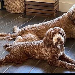 Phoebe - Cockapoo