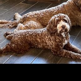 Phoebe - Cockapoo