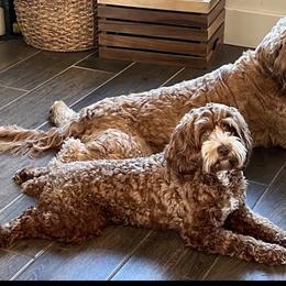 Phoebe - Cockapoo
