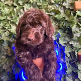 Yellow Collar Girl - Chocolate female Goldendoodle puppy in Lithia Springs, Georgia from Opulent Goldendoodles