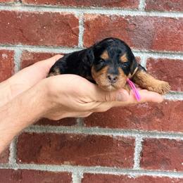 Ice Cream - Pink - Merle female Bernedoodle puppy in Charleston, South Carolina from Palm Belle Doodles