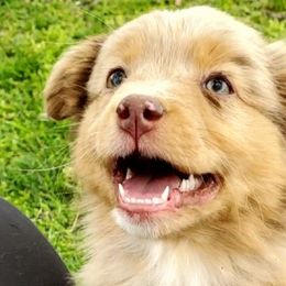 Reba - Miniature American Shepherd puppy in Webb City, Missouri from Rocking 4C