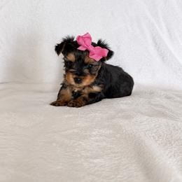Yorkshire Terrier Puppies from TheDogHouse