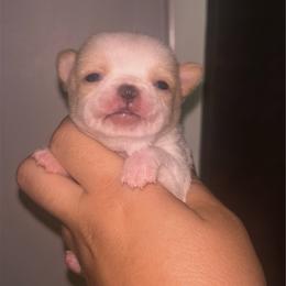 Dragon - Cream male Chihuahua puppy in New Castle, Delaware from Sasha’s Elite Kennel LLC
