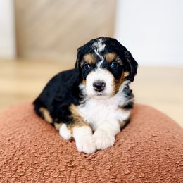 Cozy - Tri-color female Bernedoodle puppy in Dunnellon, Florida from Sweet Honey Doodles