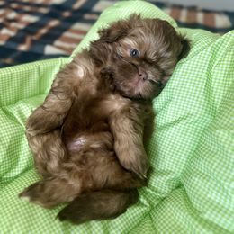 Tank - Liver male Shih Tzu puppy in Scottdale, Pennsylvania from Nancy’s Majestic Shih Tzus