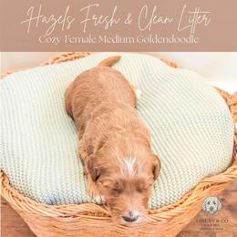 Puppy Pick 3 - Red  male Goldendoodle puppy in Whitesburg, Georgia from Asbury & Co Farms