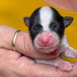 Puppy 3 - Sable female Papillon puppy in Surprise, Arizona from Papillons in Arizona