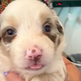 Amy - Red merle female Australian Shepherd puppy in Four Oaks, North Carolina from RoseWest Farms