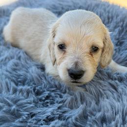 Tater - Cream male Dachshund puppy in Sebring, Florida from Mini Weenies