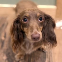 Chocolate - Dachshund
