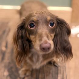 Chocolate - Dachshund