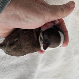 Coco - Chocolate sabled fawn male Chihuahua puppy in Springfield, Missouri from Casadelopez Tails