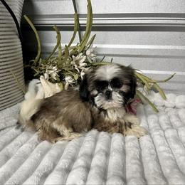 AKC Daisy - Red and white female Shih Tzu puppy in Elgin, South Carolina from Silver Bells Paw Prints