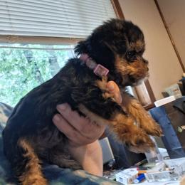 Ava - Black and tan Yorkshire Terrier puppy in Jacksonville, Arkansas from Royal Yorkie Terrier