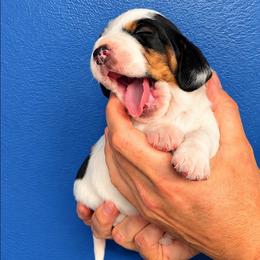 Charlie - Black and white male Basset Hound puppy in Bellaire, Ohio from Blessed Bassets