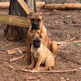 Sansa - Cane Corso