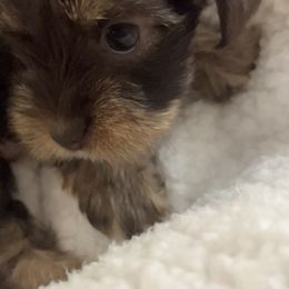 Yorkshire Terrier Puppies from Damien's Yorkshire Terriers