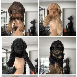 Cockapoo puppies from Stella’s Sweet Cockapoos