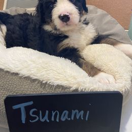 Bernedoodle Puppies from Russell Ranch Bernedoodles