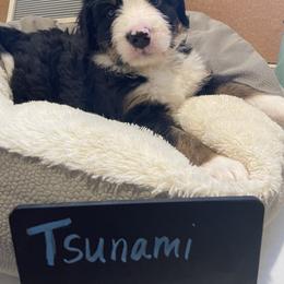 Bernedoodle Puppies from Russell Ranch Bernedoodles