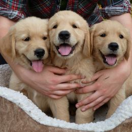 Golden Retriever Puppies from Hunnydew Goldens