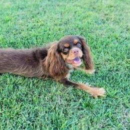 Whiskey - Cavalier King Charles Spaniel