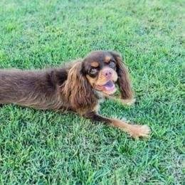Whiskey - Cavalier King Charles Spaniel