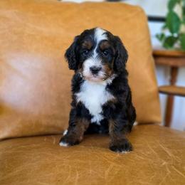 Basil - Tri-color female Bernedoodle puppy in Moses Lake, Washington from Macy Meadows Doodles