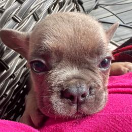Tiny Fawn Male - Fawn male French Bulldog puppy in Vineland, New Jersey from Corgis at the Jersey Shore/Frenchie Connection
