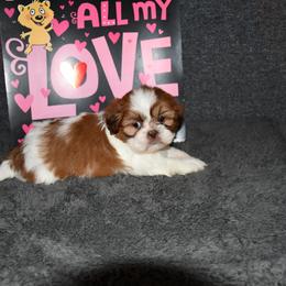 Austin - Sable and white male Shih Tzu puppy in Arcola, Illinois from Highline Puppies